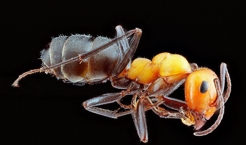Ant Control service in Chicago, IL