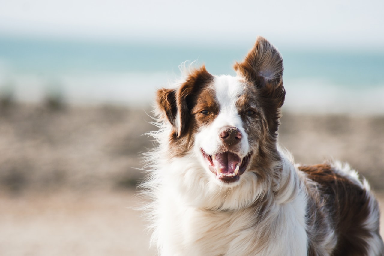 Flea & Tick Control service in Chicago, IL