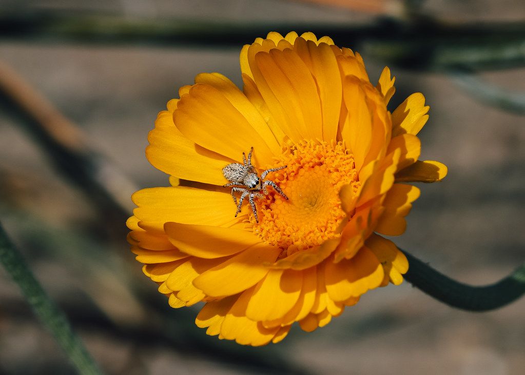 Spider Control service in Chicago, IL